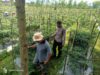 Polsek Montong Gading Monitoring Lahan Cabai, Dukung Program Ketahanan Pangan Masyarakat