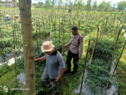 Polsek Montong Gading Monitoring Lahan Cabai, Dukung Program Ketahanan Pangan Masyarakat