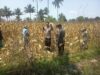 Dukung Ketahanan Pangan, Polsek Montong Gading Cek Lahan Jagung Milik Warga di Pringgajurang Utara