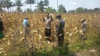 Dukung Ketahanan Pangan, Personel Polsek Montong Gading Cek Lahan Jagung Milik Petani