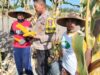 Bhabinkamtibmas Desa Bagik Papan Sambangi Petani Jagung, Dukung Ketahanan Pangan dan Imbau Warga Jaga Kamtibmas