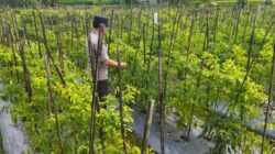 Bhabinkamtibmas Desa Lendang Nangka Cek Lahan Cabai, Dukung Program Ketahanan Pangan Bergizi