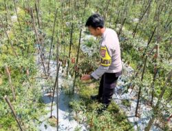 Bhabinkamtibmas Desa Kumbang Sambangi Warga dan Monitor Ketahanan Pangan, Ajak Masyarakat Jaga Kamtibmas