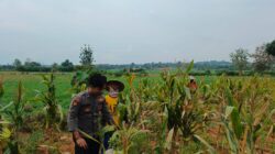 Dukung Ketahanan Pangan Nasional, Bripda Shandy Polsek Bancar Monitoring Panen Jagung di Latsari