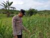 Bhabinkamtibmas Polsek Kenduruan Polresta Tuban Cek Tanaman Jagung Warga, Dukung Ketahanan Pangan Nasional . .