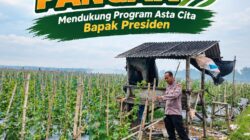 Dukung Ketahanan Pangan Nasional, Polsek Bangilan Monitoring Pertumbuhan Tanaman Jagung