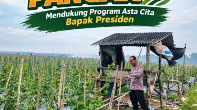 Dukung Ketahanan Pangan Nasional, Polsek Bangilan Monitoring Pertumbuhan Tanaman Jagung