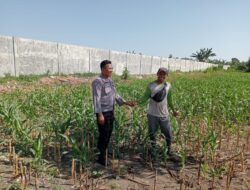 Dukung Ketahanan Pangan Nasional, Bhabinkamtibmas Desa Dalam Cek Langsung Pertumbuhan Jagung Warga