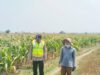 Polri Dukung Astacita, Polsek Grabagan Polresta Tuban Turun Cek Tanaman jagung milik Warga di Desa Grabagan