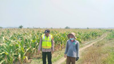 Polri Dukung Astacita, Polsek Grabagan Polresta Tuban Turun Cek Tanaman jagung milik Warga di Desa Grabagan