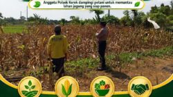 ANGGOTA POLSEK KEREK DAMPINGI PETANI PANTAU LAHAN JAGUNG SIAP PANEN, WUJUDKAN KETAHANAN PANGAN NASIONAL