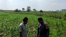 Polsek Grabagan Polresta Tuban Turun Langsung Cek Tanaman Jagung Warga