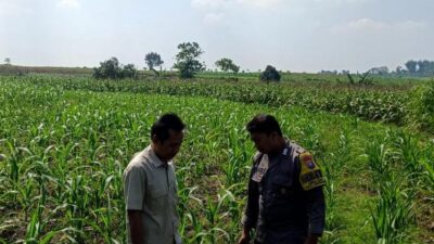 Polsek Grabagan Polresta Tuban Turun Langsung Cek Tanaman Jagung Warga
