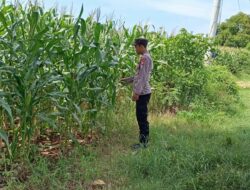 Dukung Asta Cita Presiden, Bhabinkamtibmas Polsek Tambakboyo Monitoring Lahan Jagung Warga