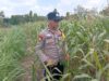Dukung Astacita Presiden, Petugas Polmas Polsek Kenduruan Polresta Tuban Cek Perkembangan Tanaman Jagung Milik Petani .
