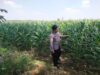 Polri Dukung Astacita, Polsek Merakurak Polresta Tuban Turun Cek Tanaman Jagung Warga di Desa Tuwiri Wetan