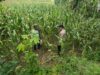 Dukung Asta Cita Presiden, Polsek Tambakboyo Monitoring Pertumbuhan Jagung di Lahan Warga