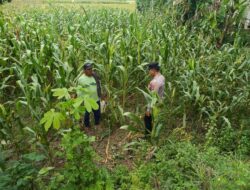 Dukung Asta Cita Presiden, Polsek Tambakboyo Monitoring Pertumbuhan Jagung di Lahan Warga