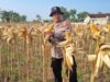 Dukung Program Ketahanan Pangan Nasional, Anggota Polsek Bancar Turun Ke Lahan Panen Jagung Bersama Warga Cingklung