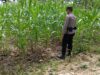 Konsep Dukung Asta Cita Presiden, Bhabinkamtibmas Polsek Tambakboyo Monitoring Lahan Jagung Warga