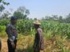 KoDukung Ketahanan Pangan Nasional, Petugas Polmas Desa Bendonglateng Polsek Kenduruan Polresta Tuban Dialog dan Beri Motivasi Petani Jagung