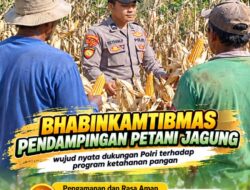 Mendukung Program Ketahanan Pangan, Bhabinkamtibmas Monitoring Pertumbuhan Jagung