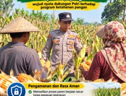 Mendukung Program Ketahanan Pangan, Bhabinkamtibmas Monitoring Pertumbuhan Jagung