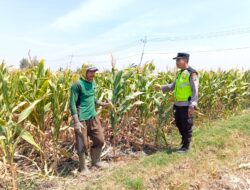Polri Dukung Astacita, Polsek jenu Polres Tuban Turun Cek Tanaman Jagung Warga di Desa jenu