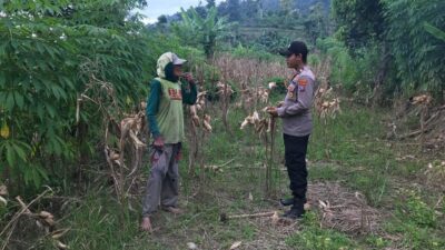 Polsek Grabagan Polresta Tuban Turun Langsung Cek Tanaman Jagung Warga
