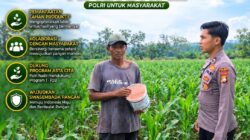 Anggota Polsek Singgahan Polresta Tuban Turun Cek Tanaman jagung Warga di Desa tingkis