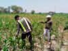 Polri Dukung Astacita, Polsek jenu Polres Tuban Turun Cek Tanaman Jagung Warga di Desa suwalan