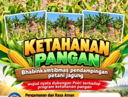 Mendukung Program Ketahanan Pangan, Bhabinkamtibmas Monitoring Pertumbuhan Jagung