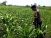 ANGGOTA POLSEK GRABAGAN SAMBANG DESA BINAAN, PANTAU LAHAN JAGUNG DAN MEMASTIKAN SISTEM IRIGASI MASIH LANCAR