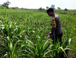 ANGGOTA POLSEK GRABAGAN SAMBANG DESA BINAAN, PANTAU LAHAN JAGUNG DAN MEMASTIKAN SISTEM IRIGASI MASIH LANCAR