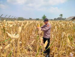 Polri Dukung Astacita, Polsek jenu Polres Tuban Turun Cek Tanaman Jagung Warga di Desa Wadung