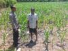 Tinjau Langsung Perkebunan Jagung di Kawasan Agro, Bhabinkamtibmas Desa Jurumapin Motivasi Petani Jaga Ketahanan Pangan