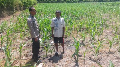 Tinjau Langsung Perkebunan Jagung di Kawasan Agro, Bhabinkamtibmas Desa Jurumapin Motivasi Petani Jaga Ketahanan Pangan
