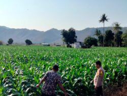 Bhabinkamtibmas Cempi Jaya Pantau Lahan Jagung Warga, Dukung Ketahanan Pangan Nasional
