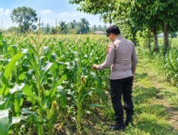 Dukung Swasembada Pangan, Bhabinkamtibmas Polsek Tambakboyo Cek Pertumbuhan Jagung Warga