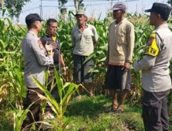 Dukung Astacita, Polsek Jatirogo Polresta Tuban Pantau Langsung Lahan Jagung milik warga Desa Ketodan