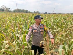 Dukung Astacita Presiden RI, Kanit Binmas Polsek Kenduruan Polresta Tuban Turun Langsung Mengecek Perkembangan Tanaman Jagung Petani