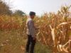 Polri Dukung Astacita, Polsek jenu Polres Tuban Turun Cek Tanaman Jagung Warga di Desa suwalan