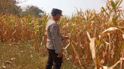 Polri Dukung Astacita, Polsek jenu Polres Tuban Turun Cek Tanaman Jagung Warga di Desa suwalan