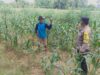 Dukung Asta Cita Presiden, Bhabinkamtibmas Polsek Tambakboyo Monitoring Lahan Jagung Warga