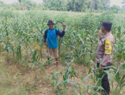Dukung Asta Cita Presiden, Bhabinkamtibmas Polsek Tambakboyo Monitoring Lahan Jagung Warga