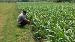 Polsek Jatirogo Turun ke Lahan produktif Desa Paseyan Wujudkan Dukungan Astacita Swasembada Pangan