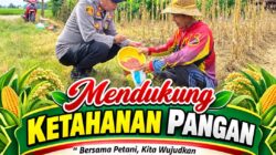 Dukung Program Ketahanan Pangan Kapolsek Senori Polresta Tuban Polda Jatim Menanam Jagung Bersama Warga Desa Sidoharjo