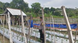 ANGGOTA POLSEK GRABAGAN SAMBANG DESA BINAAN, PANTAU LAHAN JAGUNG DAN MEMASTIKAN SISTEM IRIGASI MASIH LANCAR
