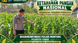 Mendukung Asta Cita Presiden bhabinkamtibmas Polsek Montong Polresta Tuban Pantau Kodisi Tanaman Jagung Milik Warga Desa pakel