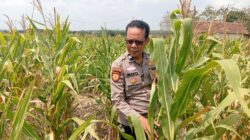adukung Ketahanan Pangan Nasional, Polisi Polsek Kenduruan Polresta Tuban Cek Perkembangan Tanaman Jagung Milik Petani